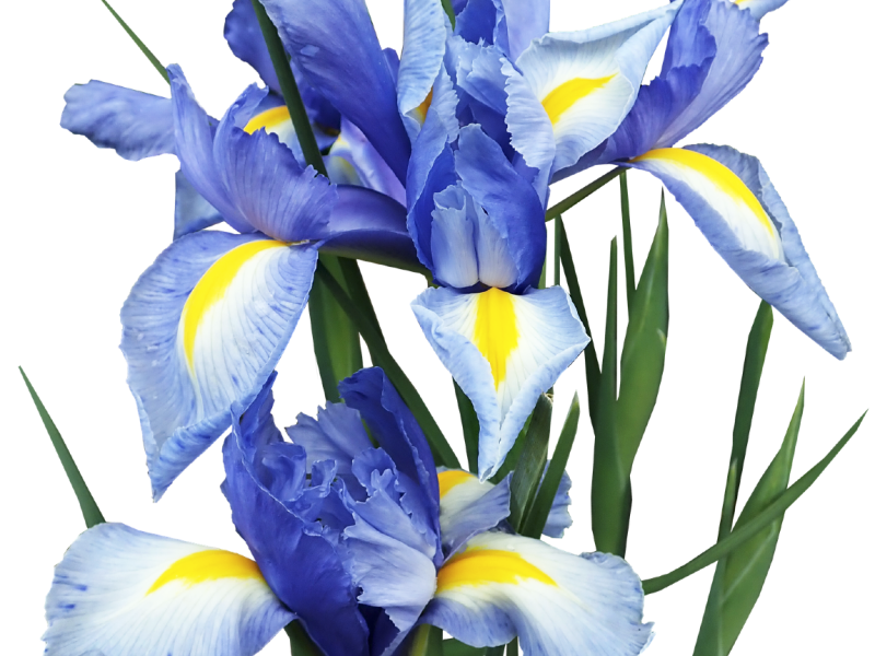 iris 3650269